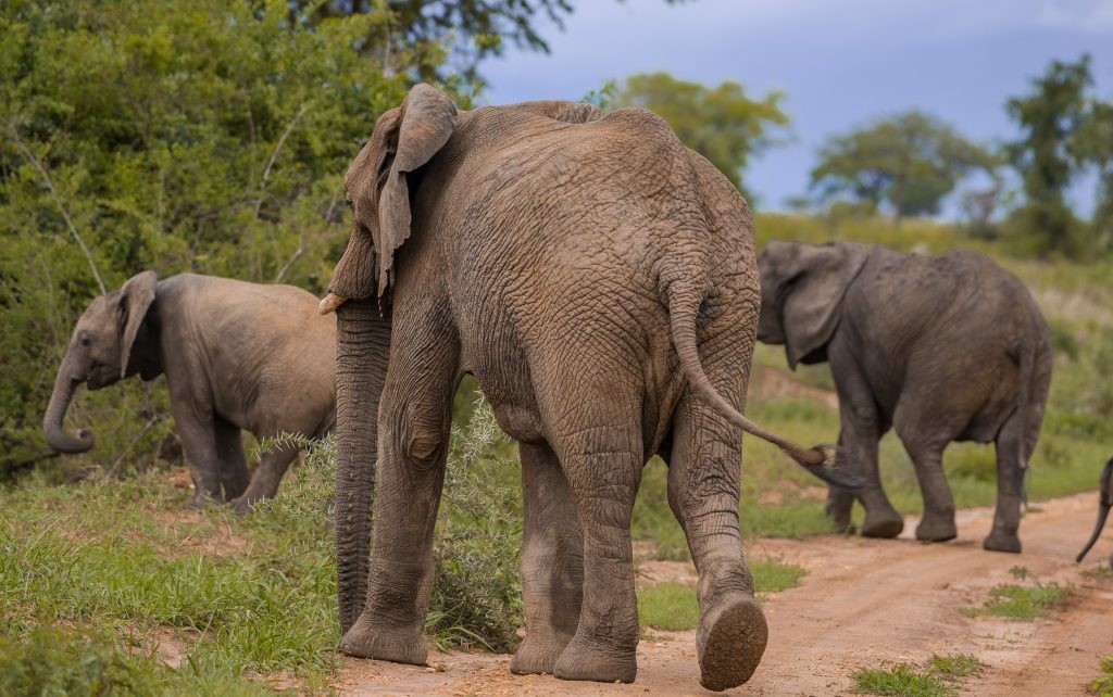 Kidepo Safari Itineraries: How Many Days Do You Need?