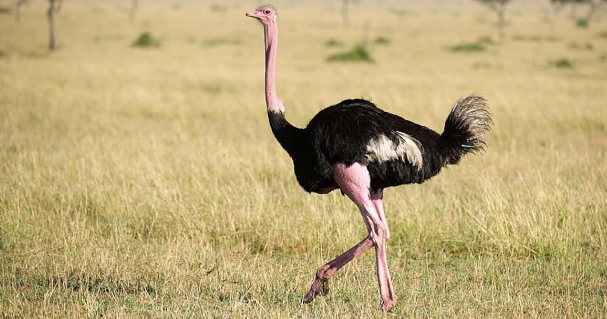 Kidepo Valley National Park