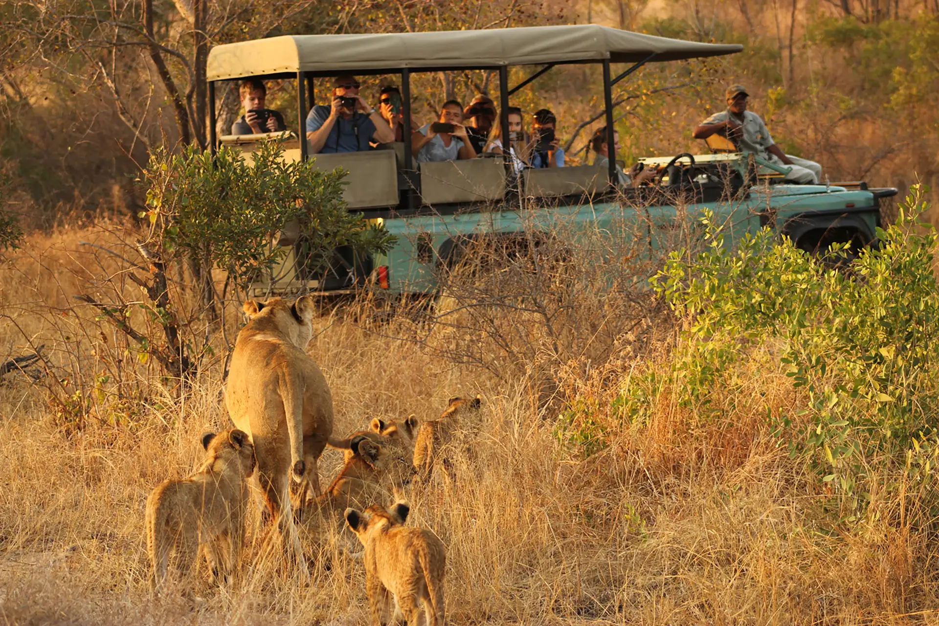 Kruger National Park safari