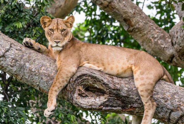 Lake Mburo vs Queen Elizabeth: Which Park to Visit?