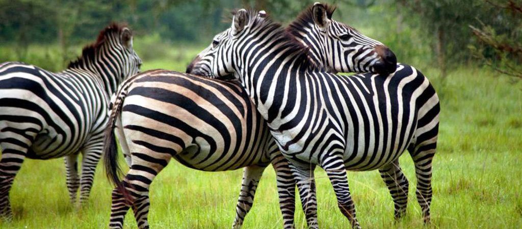 Lake Mburo vs Queen Elizabeth: Which Park to Visit?
