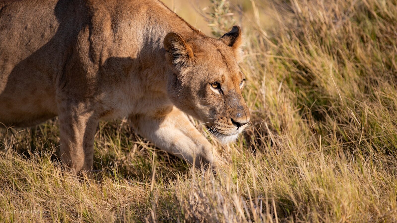 Linyanti Wildlife Reserve: The Untamed Majesty of Botswana’s Northern Frontier