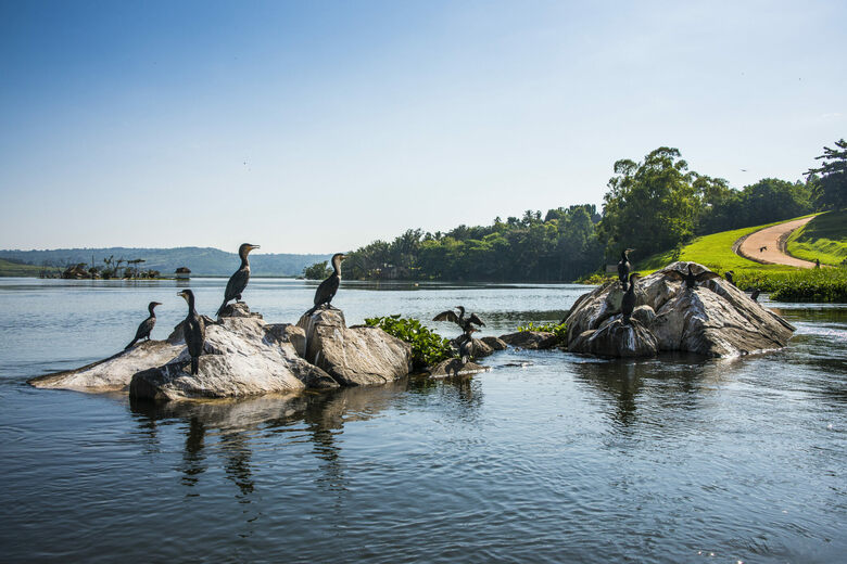 Luxury Picks: Source of the Nile wildlife photography tips for luxury travelers