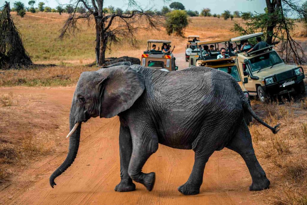 Masai Mara - Nairobi