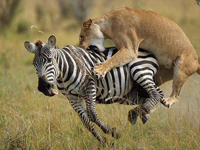 Masai mara game reserve 3 day game drive