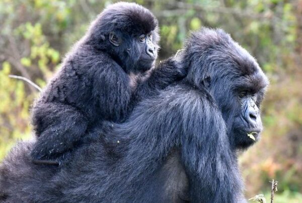 Mgahinga vs Bwindi: Which is Better for Gorilla Trekking?
