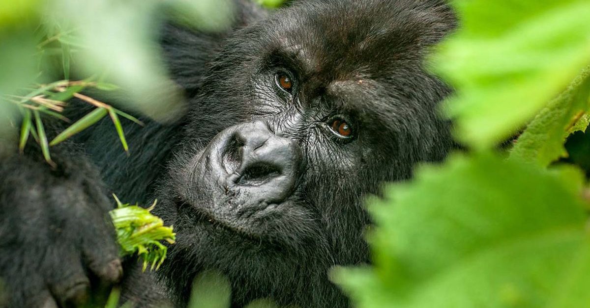 Mgahinga vs Bwindi: Which is Better for Gorilla Trekking?
