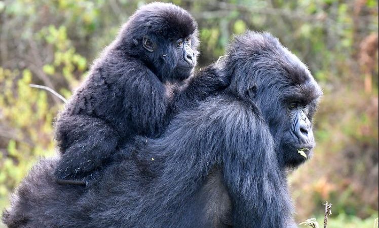 Mgahinga vs Bwindi: Which is Better for Gorilla Trekking?
