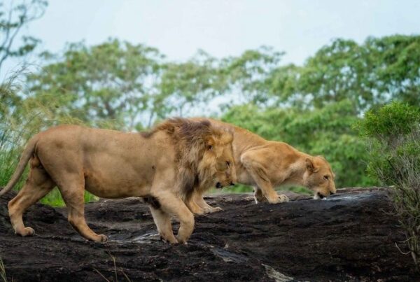 Murchison Falls vs Kidepo Valley: Which Safari is Right for You?