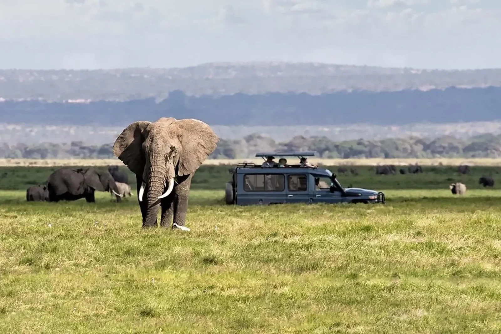 Murchison Falls vs Kidepo Valley: Which Safari is Right for You?