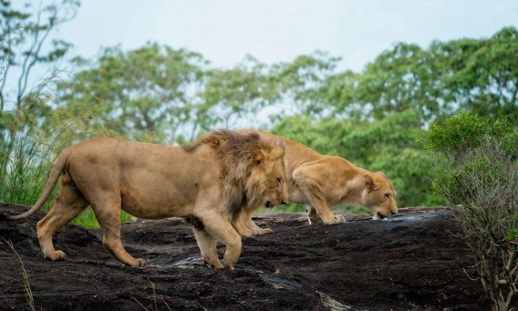 Murchison Falls vs Kidepo Valley: Which Safari is Right for You?