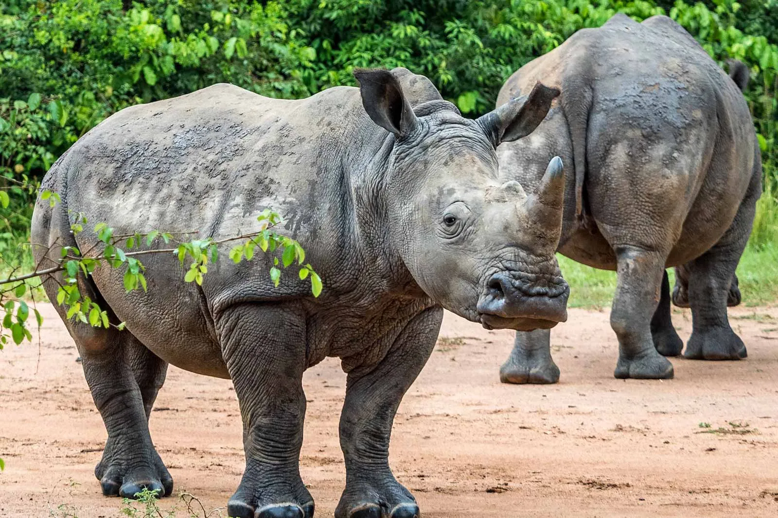 Naming a Rhino: How Uganda’s Unique Conservation Campaign Inspires Connection