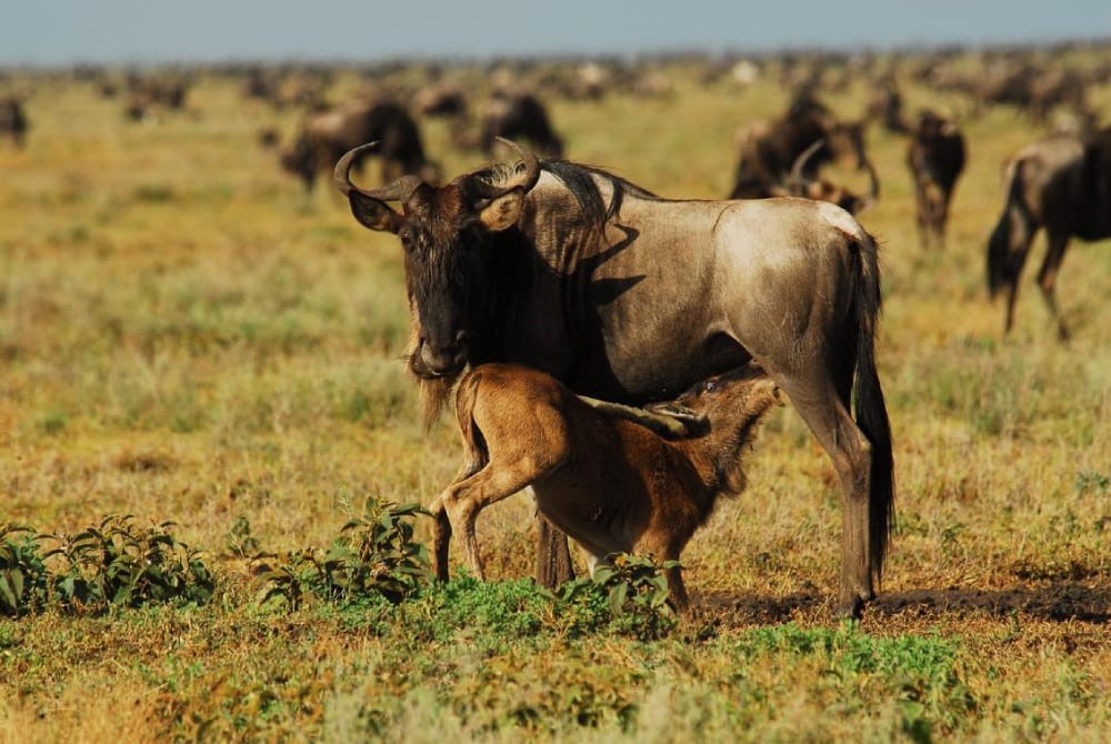 Ndutu Serengeti