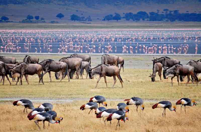 Ngorongoro Crater