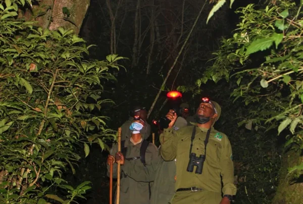 Night Walks in Kibale Forest: A Unique Experience