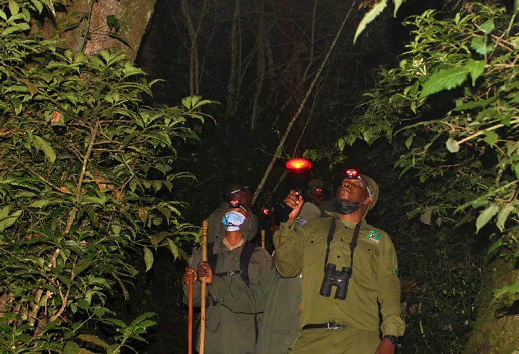 Night Walks in Kibale Forest: A Unique Experience
