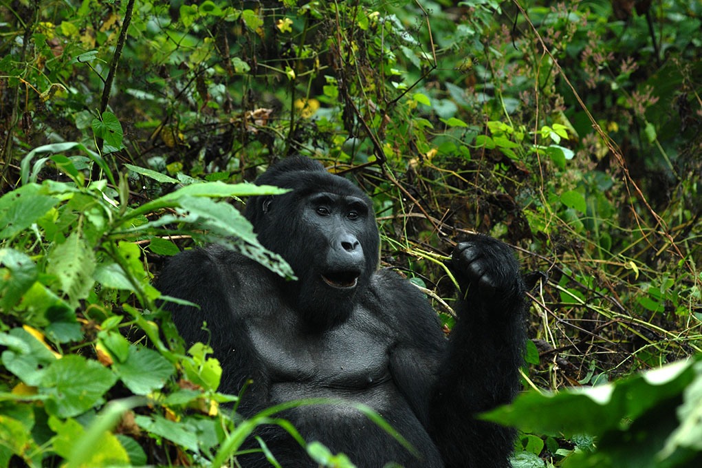 Nkuringo Sector