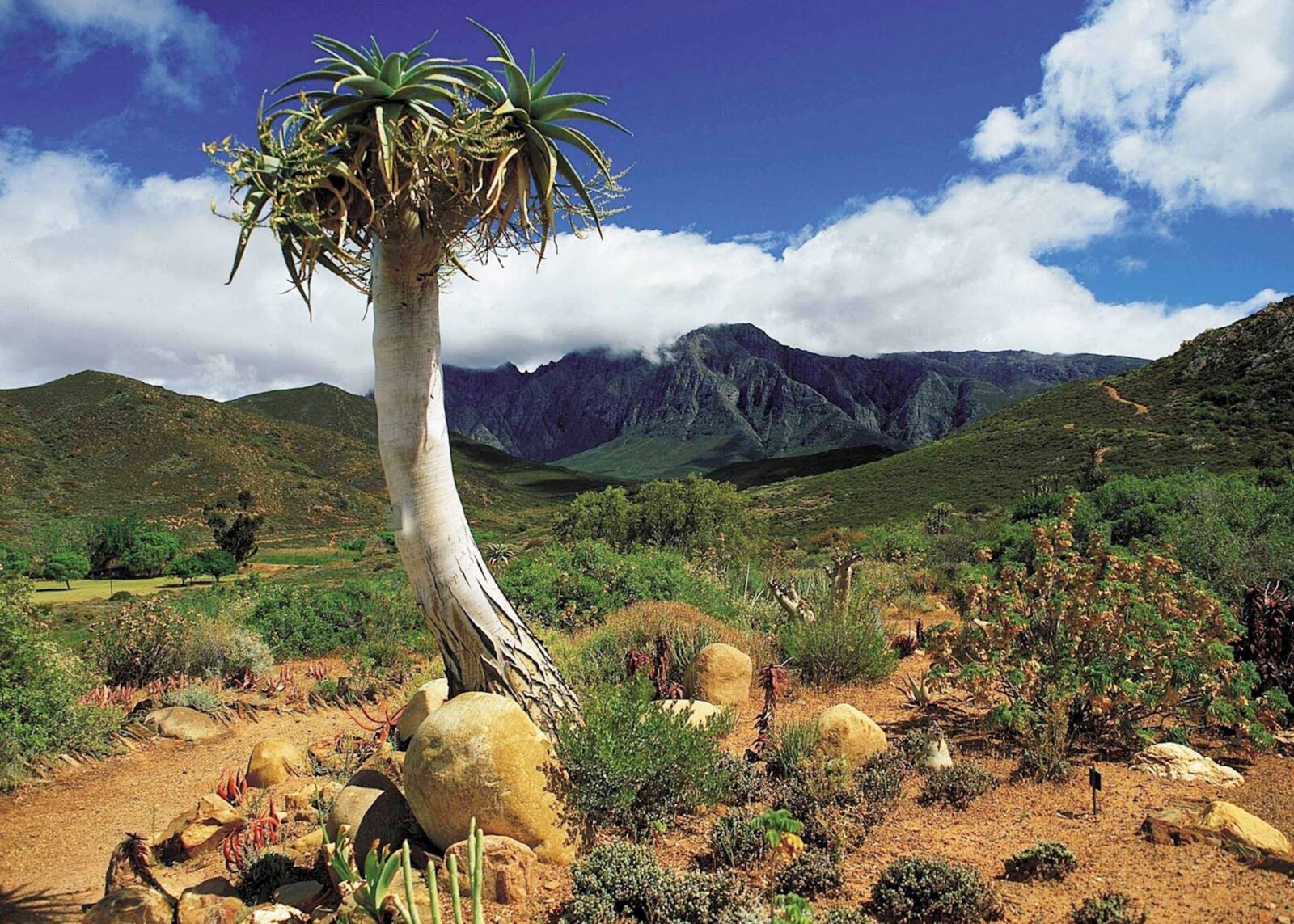 Oudtshoorn (Little Karoo)