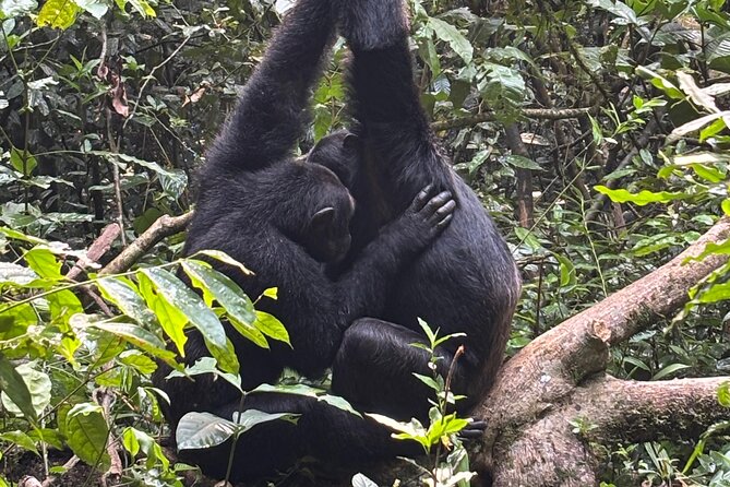 Photography Safari in Kibale National Park