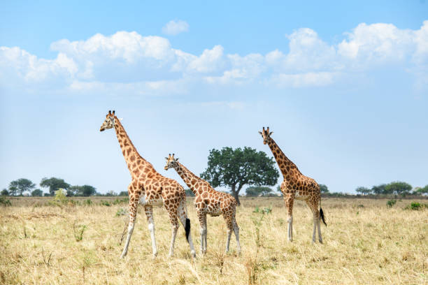 Photography Safari in Kidepo: Capturing Untamed Wilderness