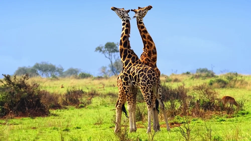 Photography Safari in Kidepo: Capturing Untamed Wilderness