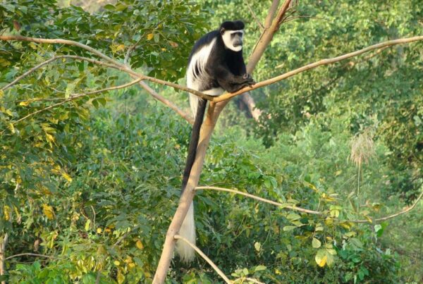 Primate Tracking in Semuliki National Park