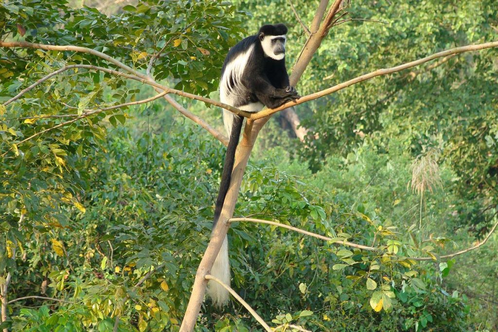 Primate Tracking in Semuliki National Park