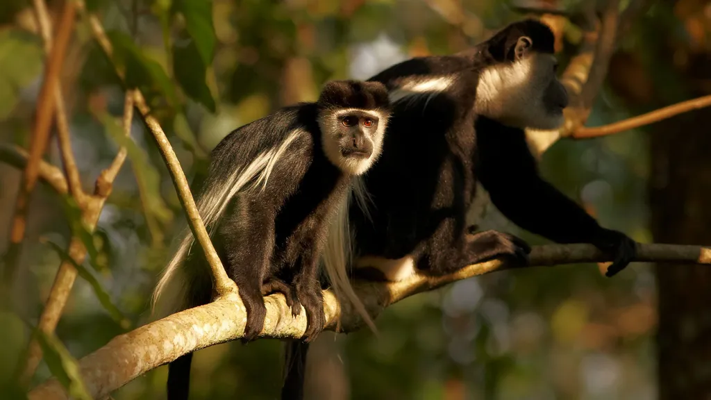 Primate Tracking in Semuliki National Park