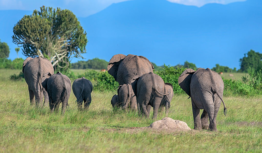 Queen Elizabeth National Park for First-Time Safari Goers