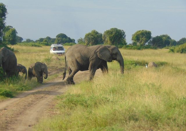 Queen elizabeth np game drive