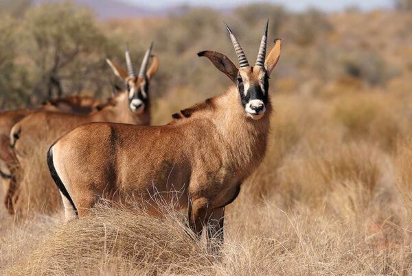Rare Animal Species Found in Kidepo Valley National Park