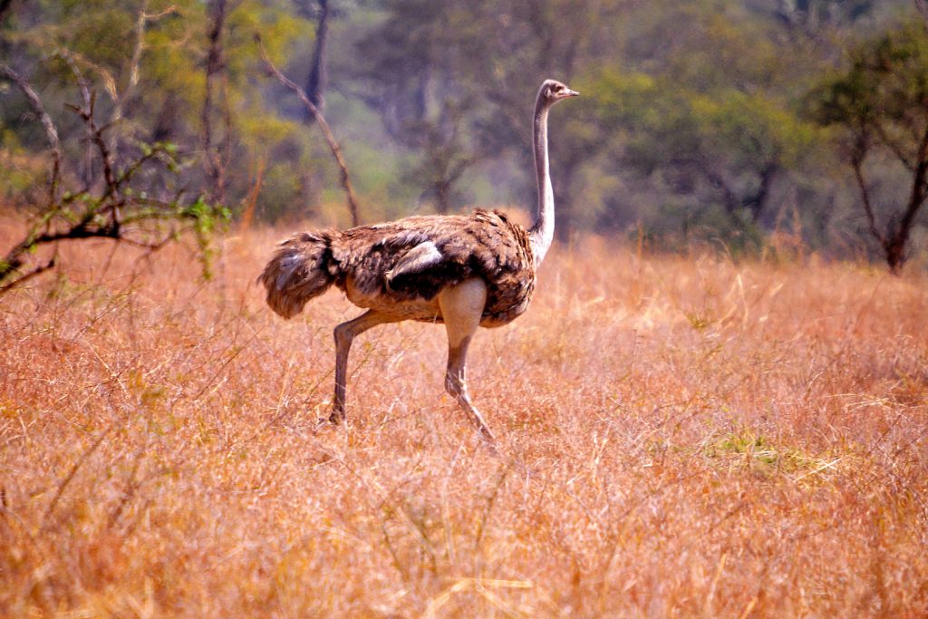 Rare Animal Species Found in Kidepo Valley National Park