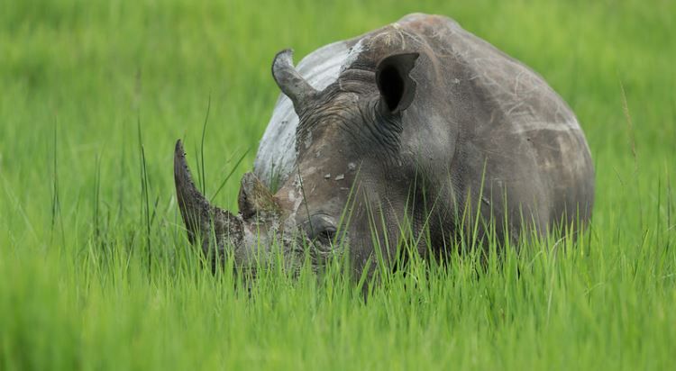 Rhino tracking at Ziwa rhino sanctuary