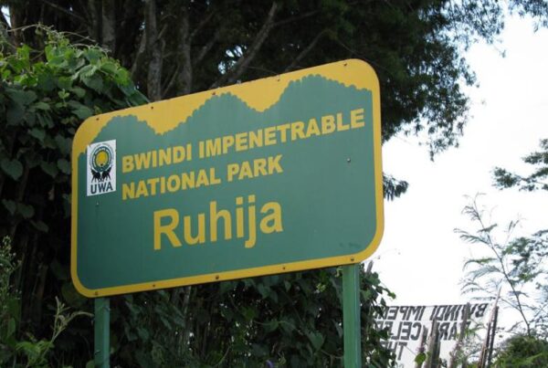 Ruhija Sector