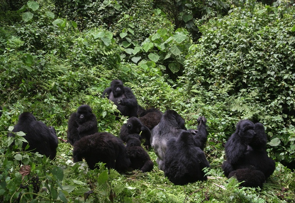 Rushaga gorilla trekking bwindi