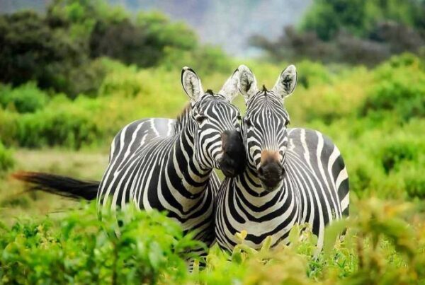 Safari Guide to Lake Mburo National Park in Uganda