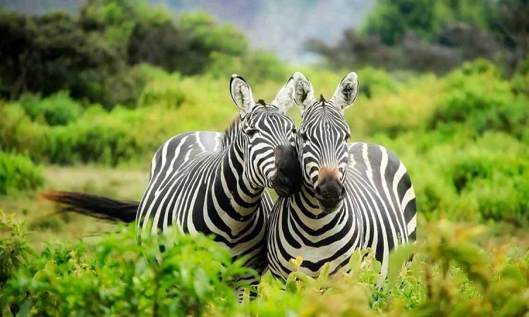 Safari Guide to Lake Mburo National Park in Uganda