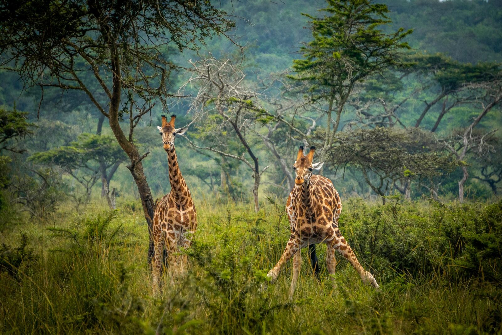 Safari Guide to Lake Mburo National Park in Uganda