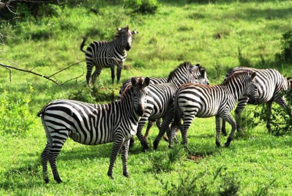 Safari Photography in Lake Mburo: Capturing Zebras and Antelopes