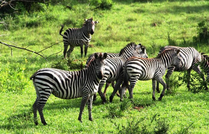 Safari Photography in Lake Mburo: Capturing Zebras and Antelopes