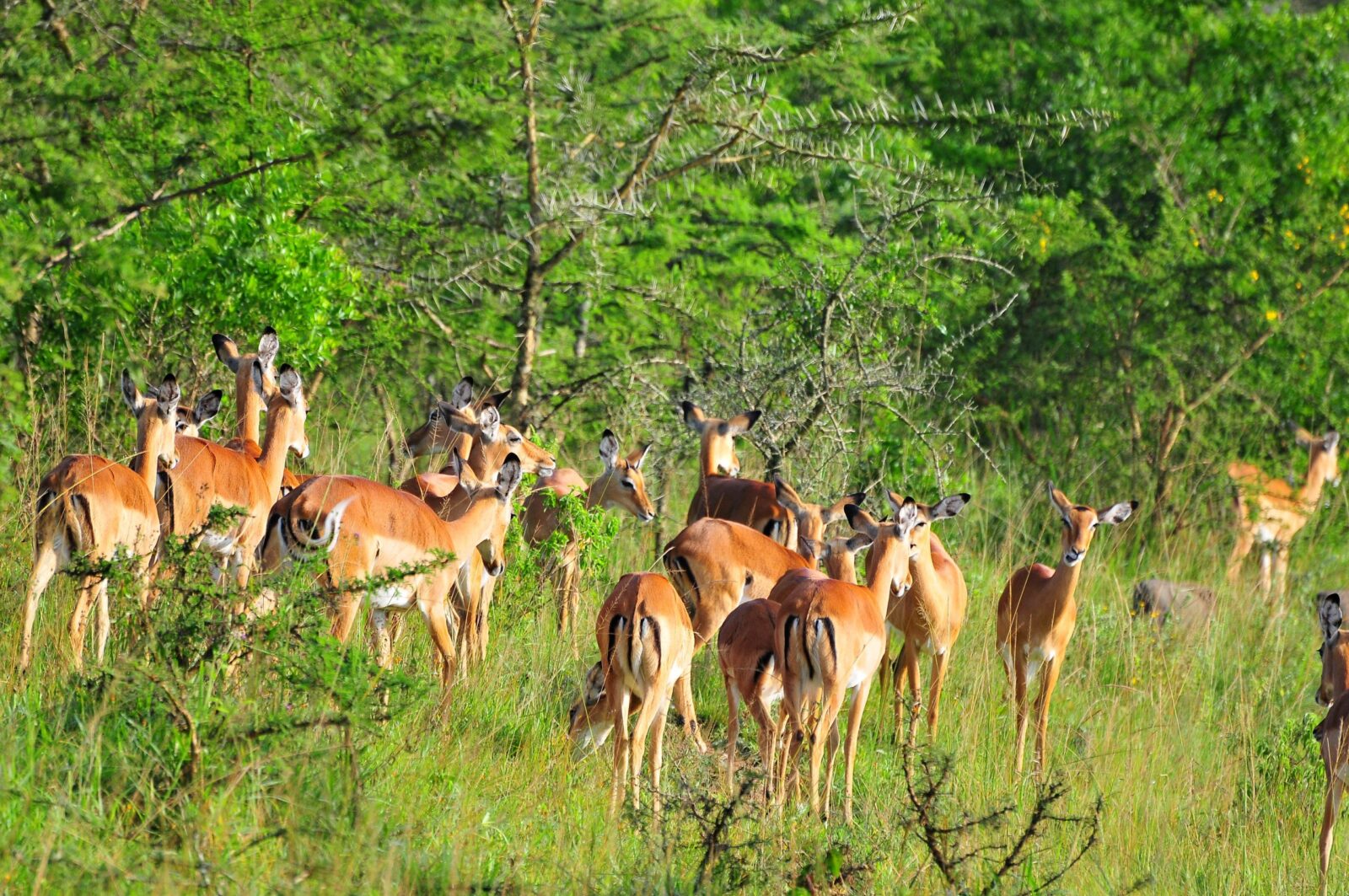Safari Photography in Lake Mburo: Capturing Zebras and Antelopes