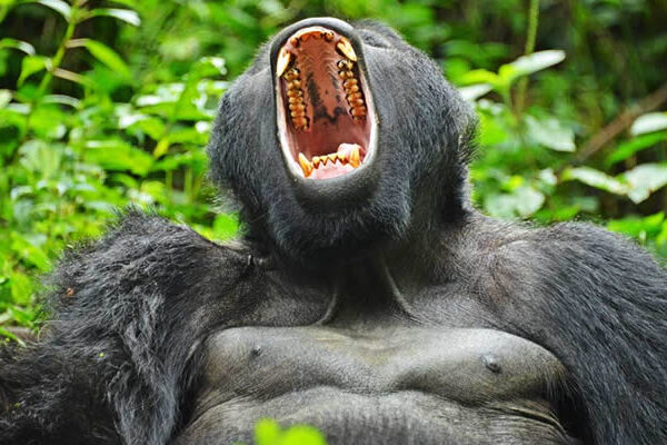 Silverback Gorilla