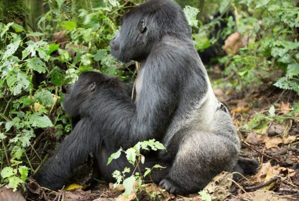 Silverback Gorilla Sex, Mating