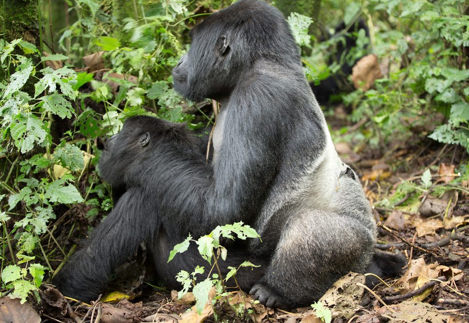 Silverback Gorilla Sex, Mating