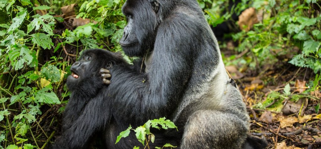 Silverback Gorilla Sex, Mating