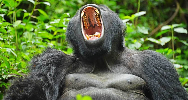 Silverback Gorilla