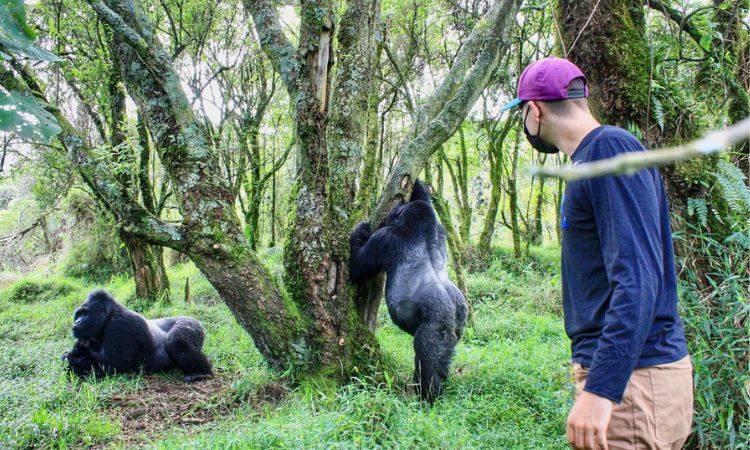 Silverback Gorilla