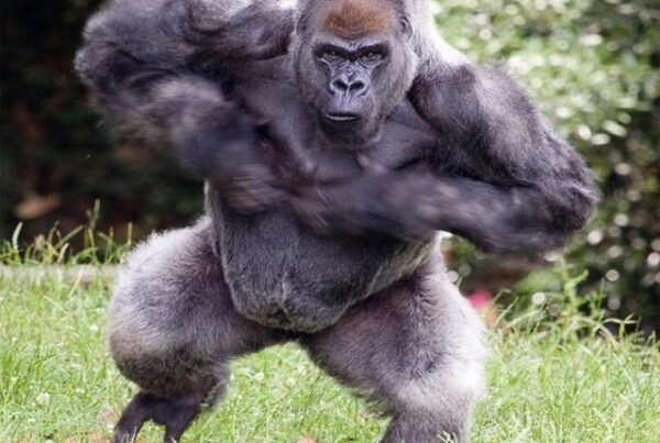 Silverback gorilla appearance