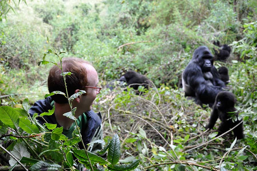 Silverback gorilla trekking Bwindi