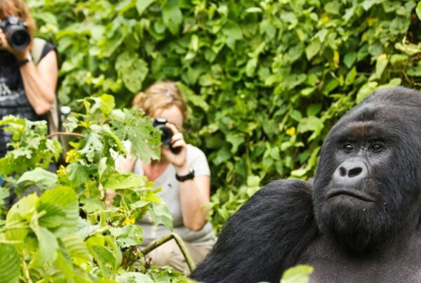 Silverback gorilla trekking Volcanoes
